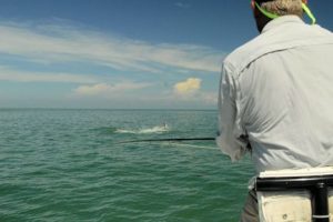 Frank Zaffino, from Rochester, NY, battles a tarpon caught and released in the coastal gulf in Sarasota on a fly while fishing with Capt. Rick Grassett.